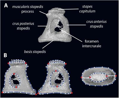 Allometric and Phylogenetic Aspects of Stapes Morphology in Ruminantia (Mammalia, Artiodactyla)